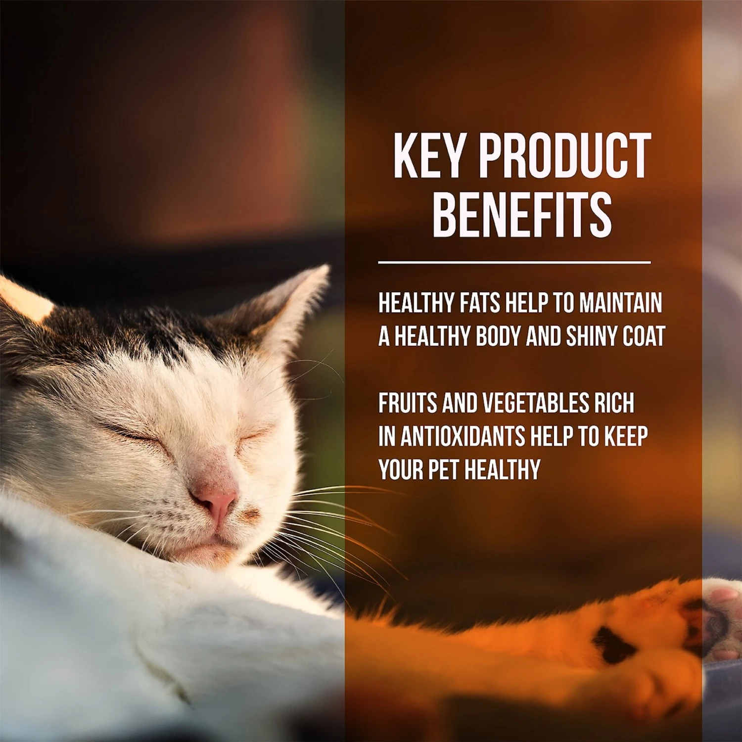 Fussie Cat Market Fresh Guinea Fowl & Turkey Meal Recipe Grain-Free Dry Cat Food 3 Fussie Cat Market Fresh Guinea Fowl & Turkey Meal Recipe Grain-Free Dry Cat Food - Image 3