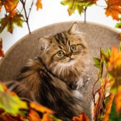 On2Pets 60-in Large Square Modern Cat Tree -Farmina Pet Shop 220362 PT5. AC SS1800 V1671118352