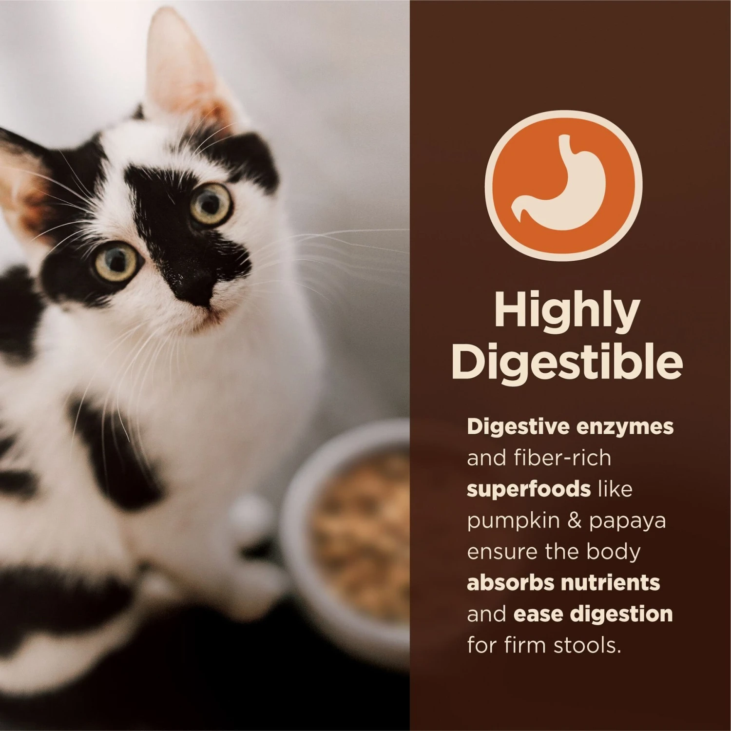 Wellness CORE Digestive Health Wholesome Grains Chicken & Rice Recipe Dry Cat Food 4 Wellness CORE Digestive Health Wholesome Grains Chicken & Rice Recipe Dry Cat Food - Image 4