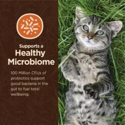 Wellness CORE Digestive Health Wholesome Grains Chicken & Rice Recipe Dry Cat Food 13 Wellness CORE Digestive Health Wholesome Grains Chicken & Rice Recipe Dry Cat Food -Farmina Pet Shop 264891 PT4. AC SS1800 V1608682654