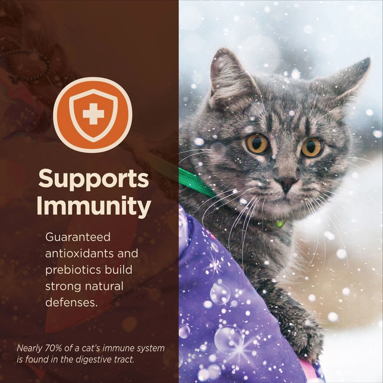 Wellness CORE Digestive Health Wholesome Grains Chicken & Rice Recipe Dry Cat Food 6 Wellness CORE Digestive Health Wholesome Grains Chicken & Rice Recipe Dry Cat Food - Image 6