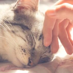 Pet Adobe Igloo Style Cat Tent -Farmina Pet Shop 315018 PT4. AC SS1800 V1626391037