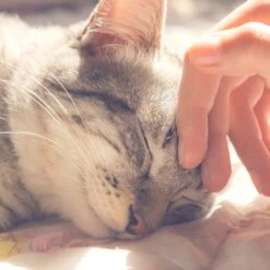 Pet Adobe Enclosed Cat Bed -Farmina Pet Shop 344952 PT4. AC SS1800 V1637280838