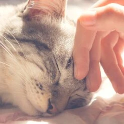 Pet Adobe Soft Enclosed Igloo Cat Bed -Farmina Pet Shop 344996 PT4. AC SS1800 V1637287347