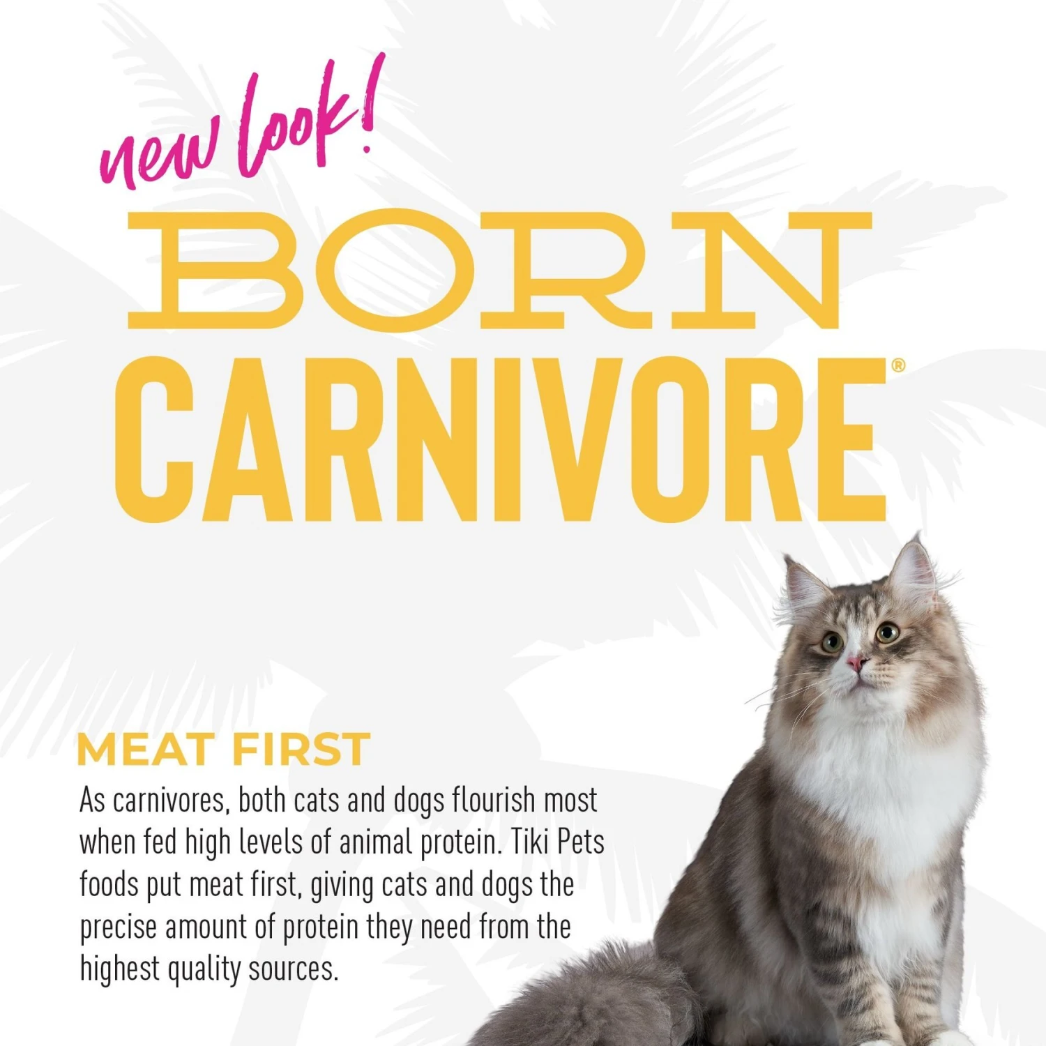 Tiki Cat Born Carnivore Grain-Free Chicken & Turkey Meal Recipe Dry Cat Food 6 Tiki Cat Born Carnivore Grain-Free Chicken & Turkey Meal Recipe Dry Cat Food - Image 6