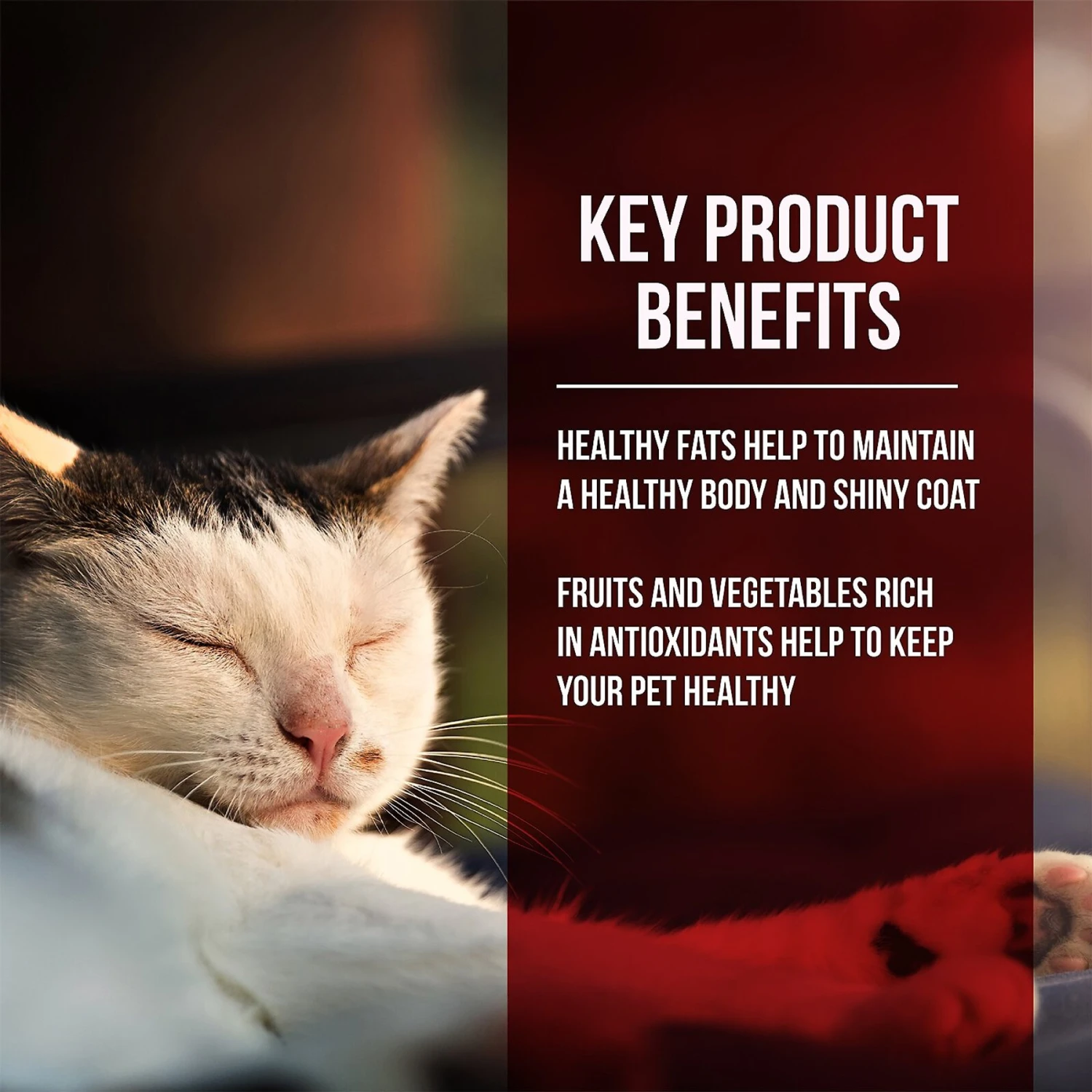 Fussie Cat Market Fresh Chicken & Turkey Recipe Grain-Free Dry Cat Food 3 Fussie Cat Market Fresh Chicken & Turkey Recipe Grain-Free Dry Cat Food - Image 3